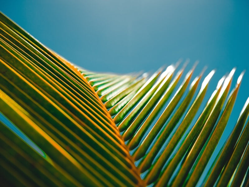 plant in the sun