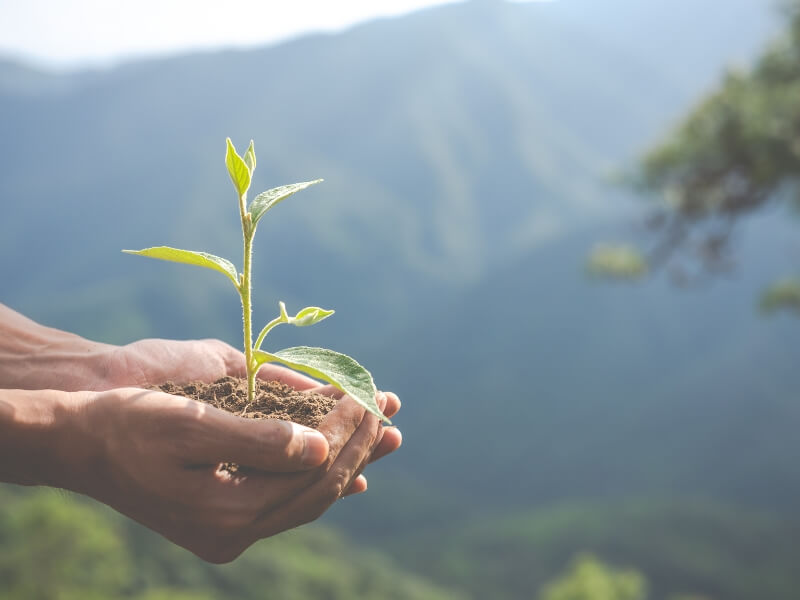 hands holding plant and dirt